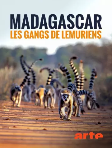 Madagascar : les gangs de lémuriens